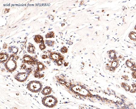 HUABIO HA500377 image 3