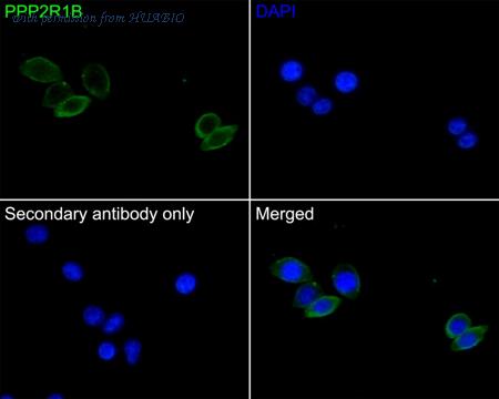 HUABIO HA500383 image 3