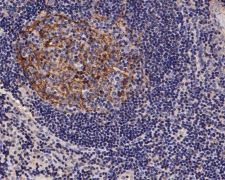 HUABIO HA500386 image 1