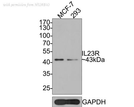 HUABIO HA500387 image 1