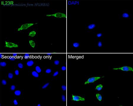 HUABIO HA500387 image 2