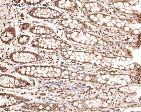 HUABIO HA500388 image 3