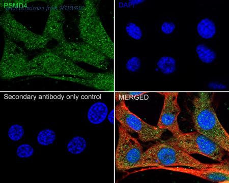 HUABIO HA500390 image 3