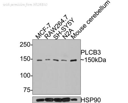 HUABIO HA500391 image 1