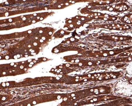 HUABIO HA500391 image 2