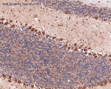 HUABIO HA500391 image 3