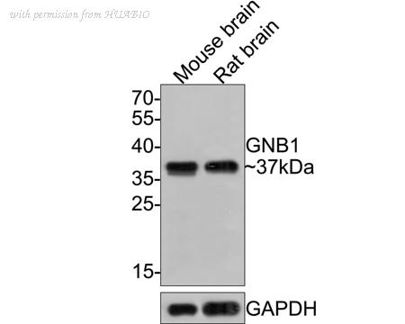 HUABIO HA500392 image 1