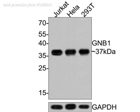HUABIO HA500392 image 2