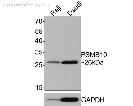 HUABIO HA500393 image 1