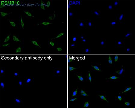 HUABIO HA500393 image 3