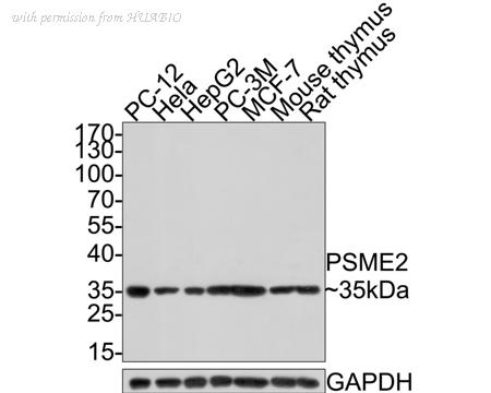 HUABIO HA500394 image 1