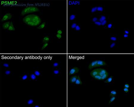 HUABIO HA500394 image 3