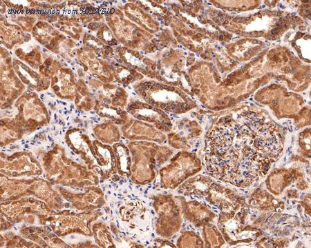 HUABIO HA500398 image 2