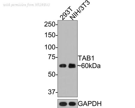 HUABIO HA500400 image 1