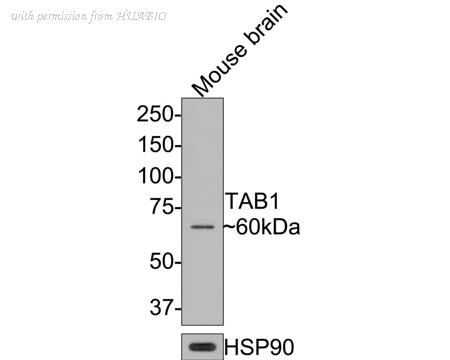 HUABIO HA500400 image 2