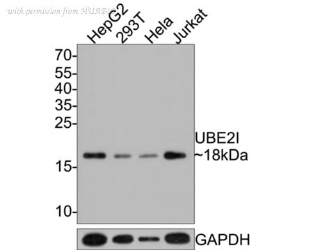 HUABIO HA500401 image 1