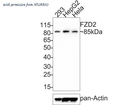 HUABIO HA500406 image 1