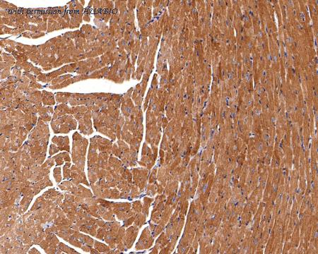 HUABIO HA500406 image 2