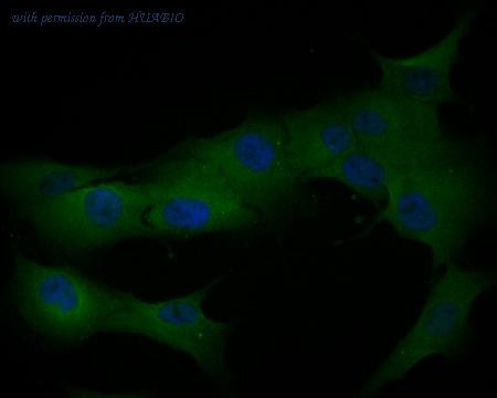 HUABIO HA500407 image 2