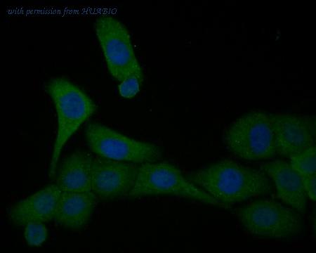 HUABIO HA500407 image 3