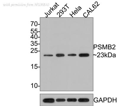 HUABIO HA500410 image 1