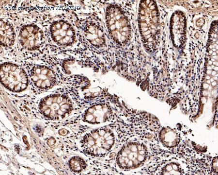 HUABIO HA500410 image 2