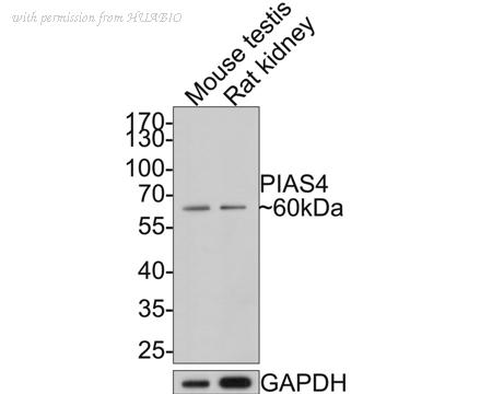 HUABIO HA500411 image 1