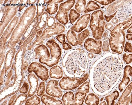 HUABIO HA500411 image 2