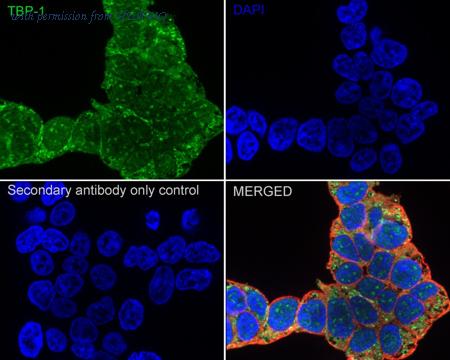 HUABIO HA500413 image 2