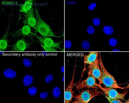 HUABIO HA500414 image 3