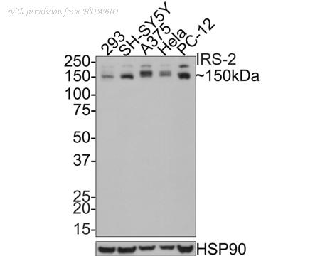 HUABIO HA500415 image 1