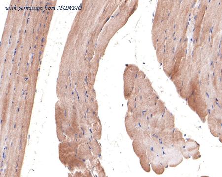 HUABIO HA500415 image 2