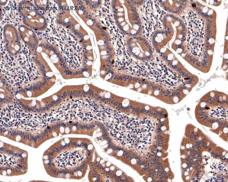 HUABIO HA500415 image 3