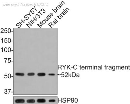 HUABIO HA500416 image 1