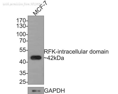HUABIO HA500416 image 2