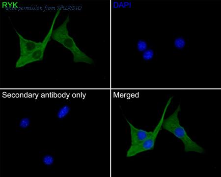 HUABIO HA500416 image 3