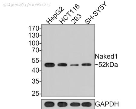 HUABIO HA500419 image 1