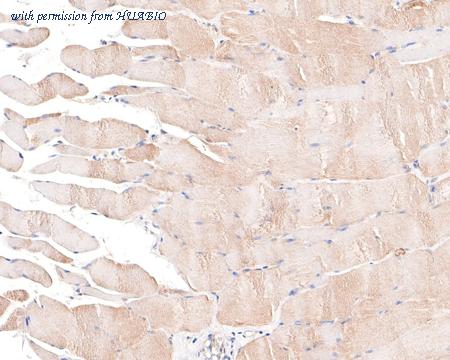 HUABIO HA500419 image 2