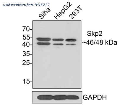 HUABIO HA500427 image 1
