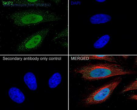 HUABIO HA500427 image 2