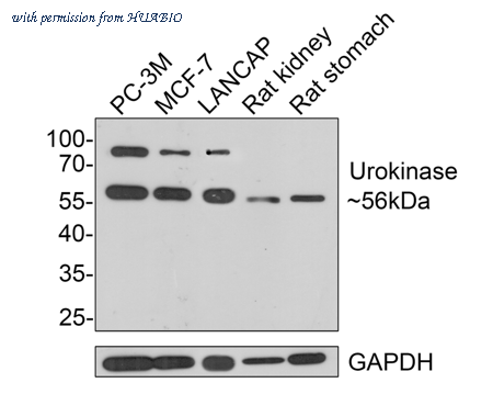 HUABIO HA500429 image 1