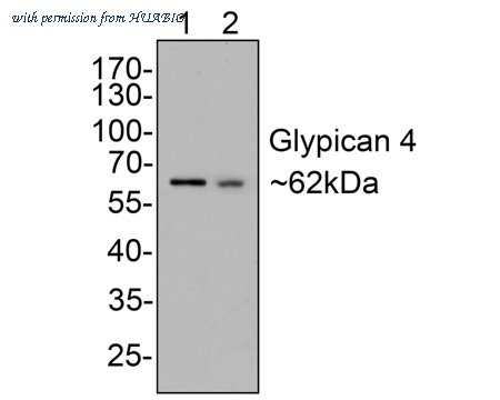 HUABIO HA500432 image 1