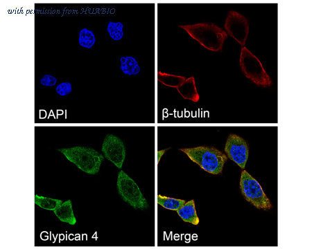 HUABIO HA500432 image 2