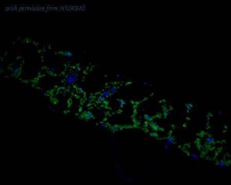 HUABIO HA500435 image 1