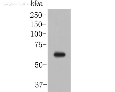 HUABIO HA500436 image 1