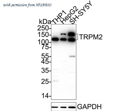 HUABIO HA500437 image 1