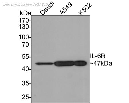 HUABIO HA500438 image 1