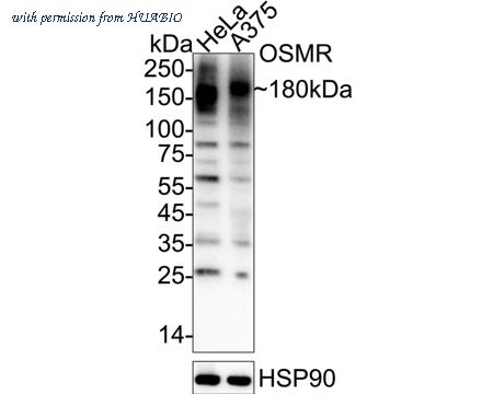 HUABIO HA500439 image 1