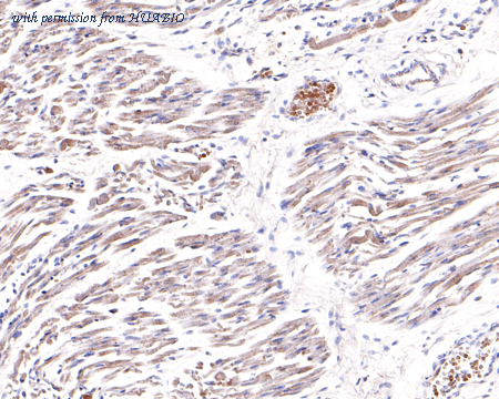 HUABIO HA500439 image 2