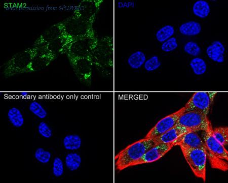 HUABIO HA500440 image 3